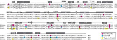 Kinetically Stabilizing Mutations in Beta Tubulins Create Isotype-Specific Brain Malformations